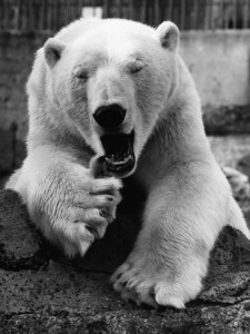 yawning-polar-bear